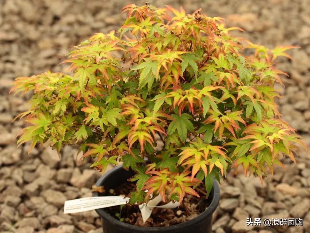 中式庭院藤类植物,枫树和紫藤