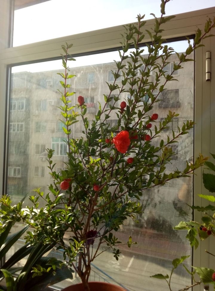 怎么养护石榴盆栽才能开花结果,石榴盆栽造型和养护方法图片