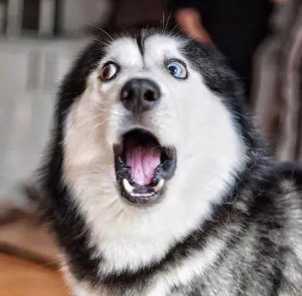 两只眼睛颜色不一样的狗子，到底有什么天赋异禀？