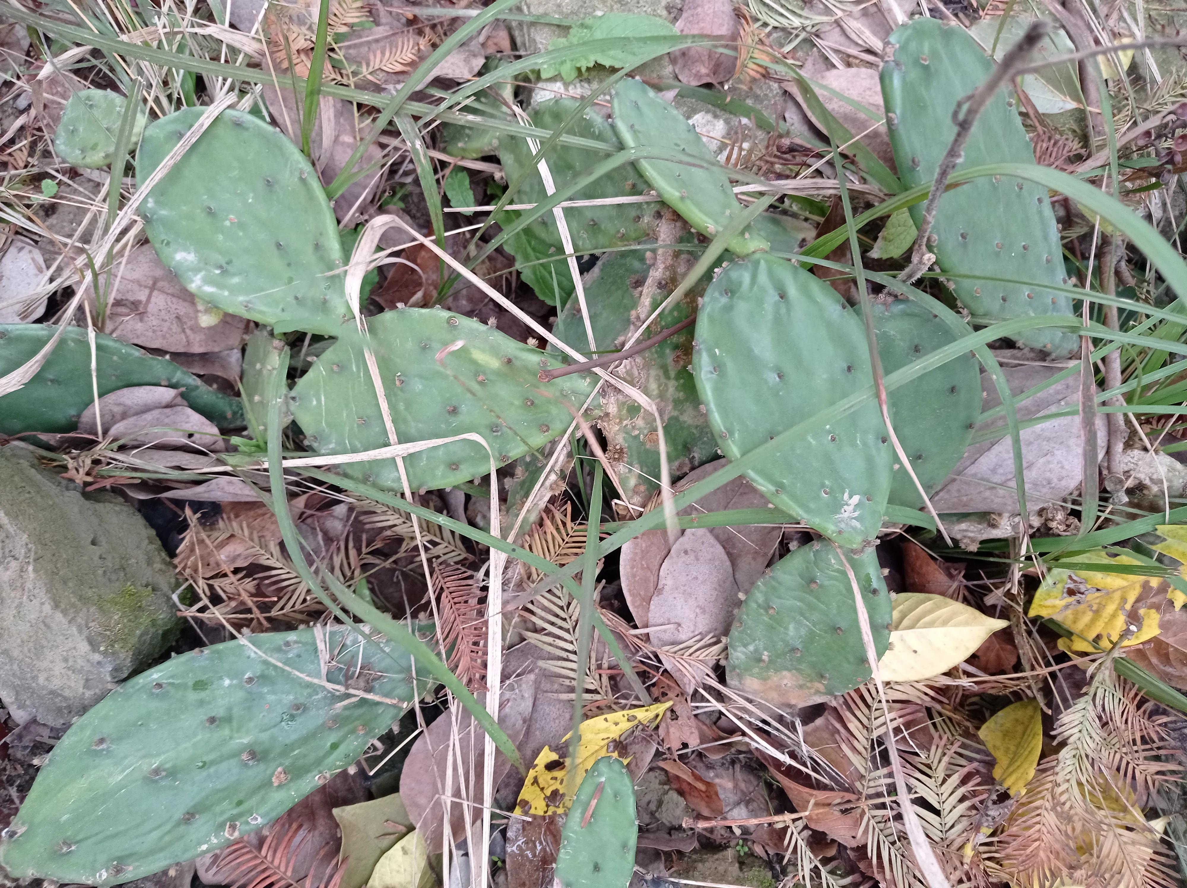 老家的仙人掌视频,老家房顶上的仙人掌