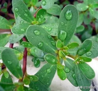 神奇的“报恩草”马齿苋：野地里到处都是，竟有这么多疗效！
