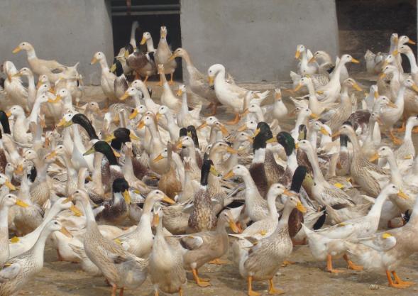 蛋鸭输卵管炎用什么药效果比较好,鸭输卵管炎如何预防与治疗