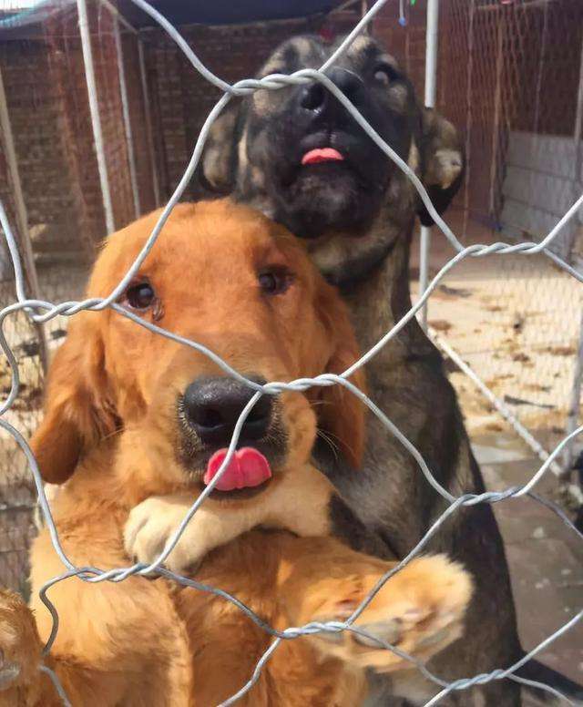 狗狗爱舔这五个部位,狗狗喜欢舔人眼睛