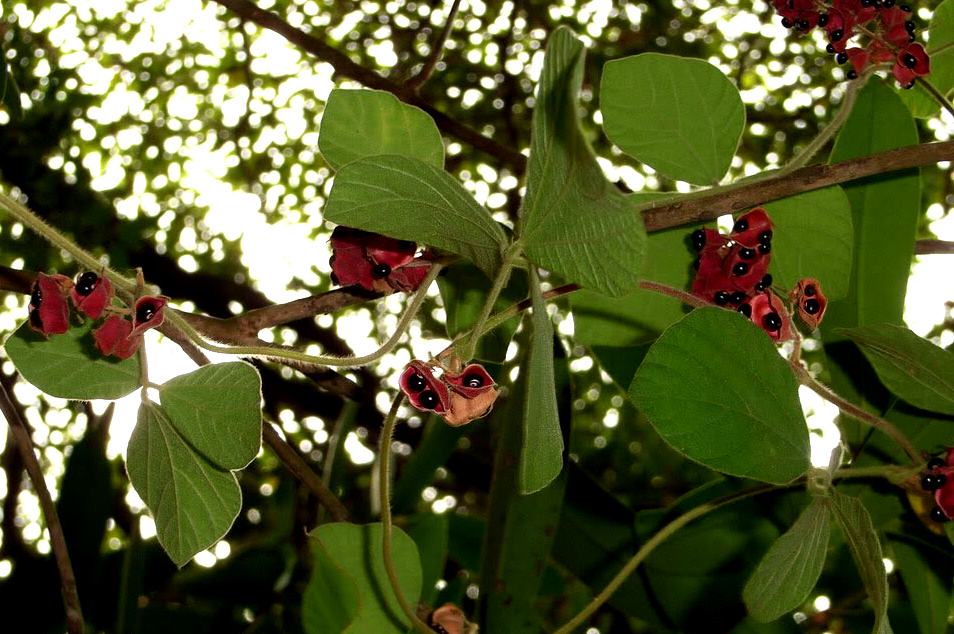 《说文解字》第65课：这味著名中药不同状态药性不同，名字也不同