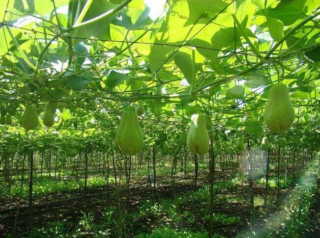 佛手瓜初次整枝打叉视频,佛手瓜怎么种植只摘瓜尖