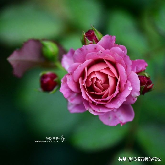 历史悠久的十大名花（海量美图），你选哪个做国花？