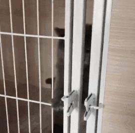 疫情期间，我家猫却发情了，我该怎么办？