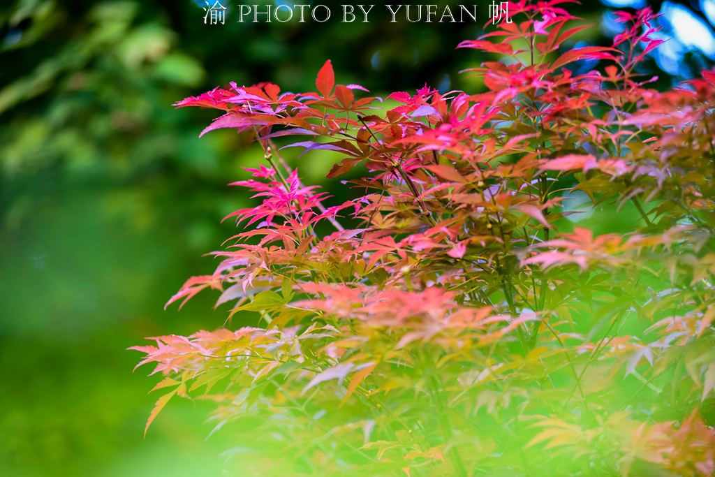 周末去哪儿玩重庆巴南,巴南周末户外带孩子去哪里玩