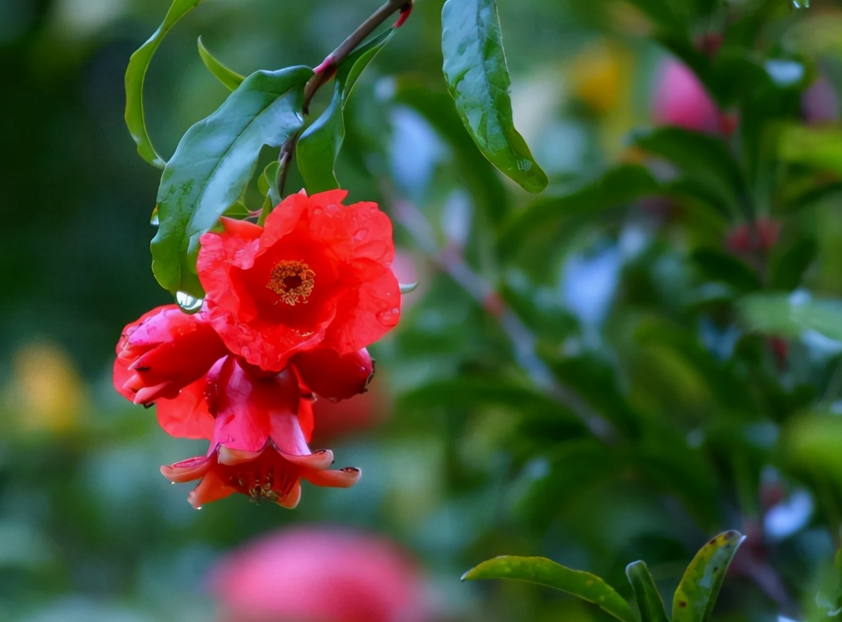 榴花诗词,古诗榴花朗诵