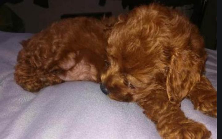 幼犬啃墙皮吃石头,金毛幼犬啃墙皮吃石灰