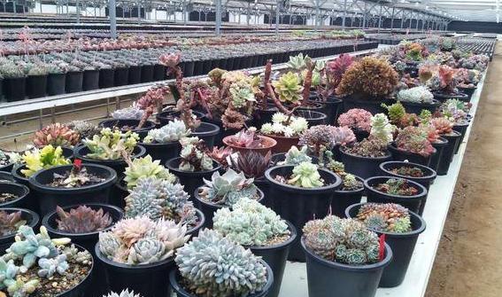 网购花卉骗术大揭秘,网购花草被骗怎么办