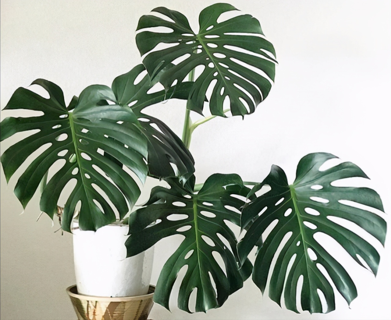 龟背竹叶子发软下垂叶片薄怎么办,龟背竹叶子尖发黄枯萎怎么办