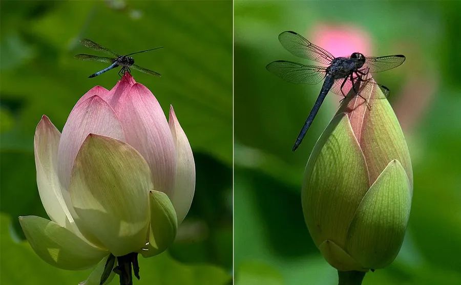 画夏天的荷叶和荷花,儿童画夏天的风景画荷花