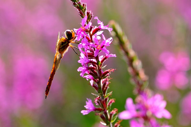 栖息在晚霞中的蜻蜓,栖息在竹林里的蜻蜓