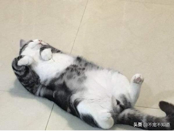 一割解千愁~你给家里的猫狗做绝育了吗？