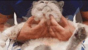 给猫咪按摩的重要性,给猫按摩对猫有好处吗