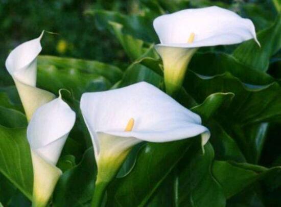 马蹄莲几年了不开花是什么原因,马蹄莲什么时间开花