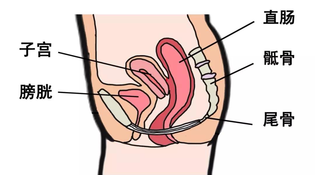 女孩子骨盆是孕育生命的地方,骨盆孕育新生命