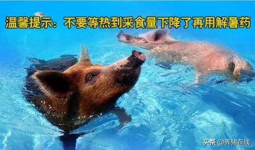 高温天气如何给猪解暑防应激,夏季如何防止猪中暑