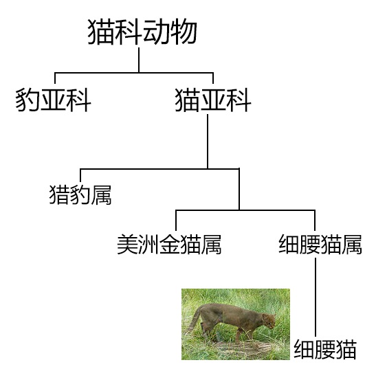 美洲豹和豹猫的相同之处,美洲豹和花豹的区别讨论
