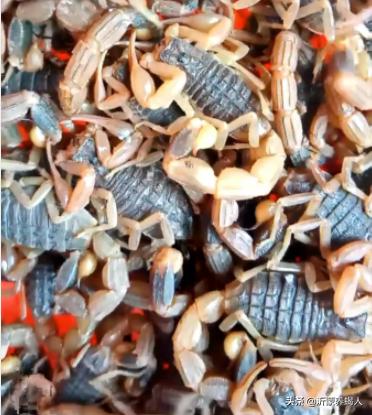 蝎子养殖到底靠谱吗,蝎子的养殖前景如何