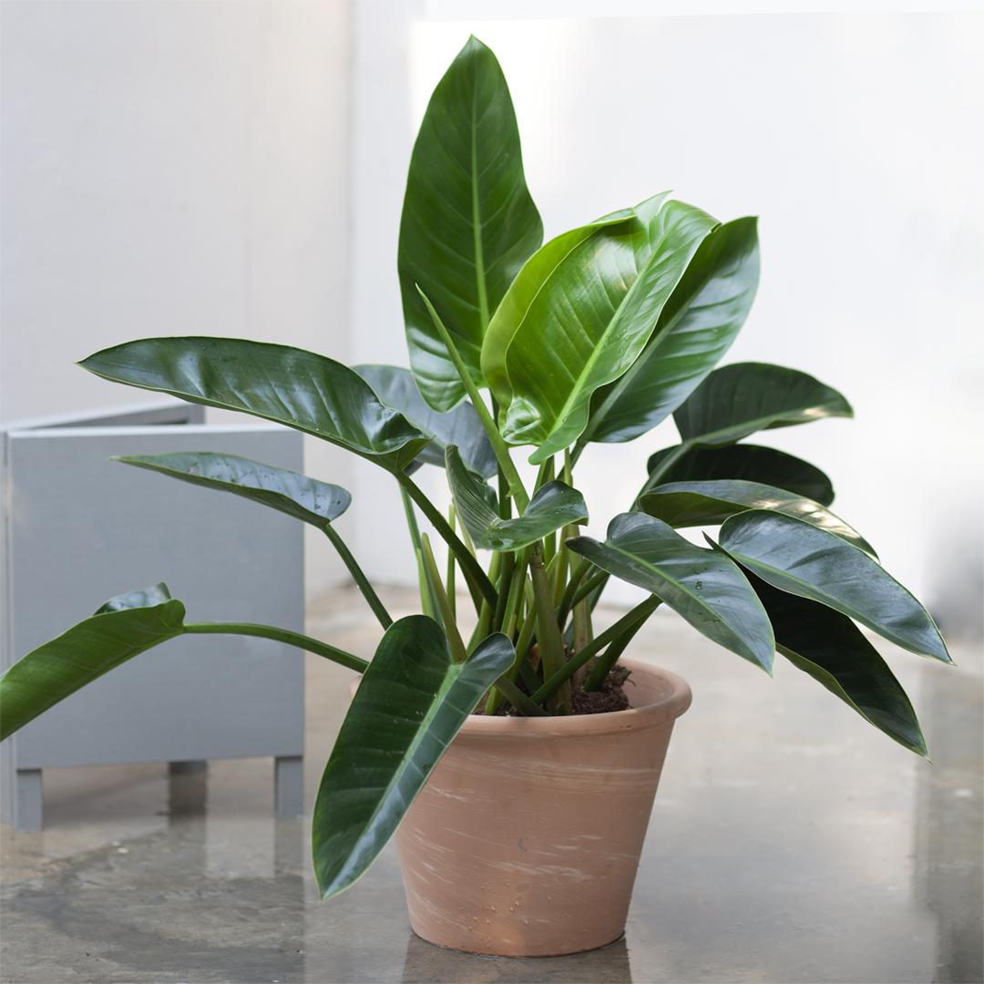 叶亮油绿大如象耳朵的绿钻，蔓绿绒这么养护，吉星高照满面春风