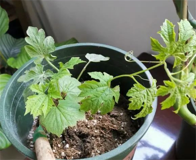 西瓜籽直接种土里会发芽吗,西瓜籽直接种土里面会生吗