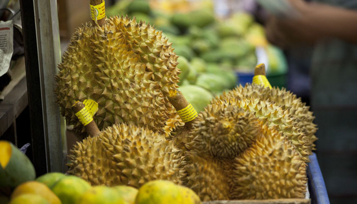一棵树一年结400多颗榴莲,榴莲一股酒味还有点苦