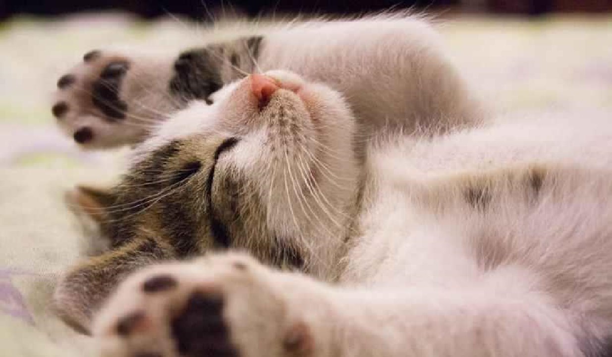 公猫繁衍会划伤母猫吗,公猫的生殖器官对母猫有什么伤害