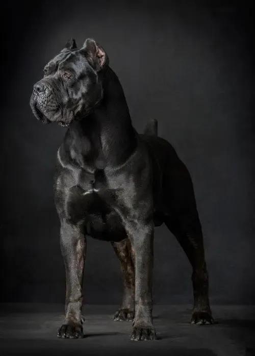 各国猛犬品种排名,各国品种猛犬