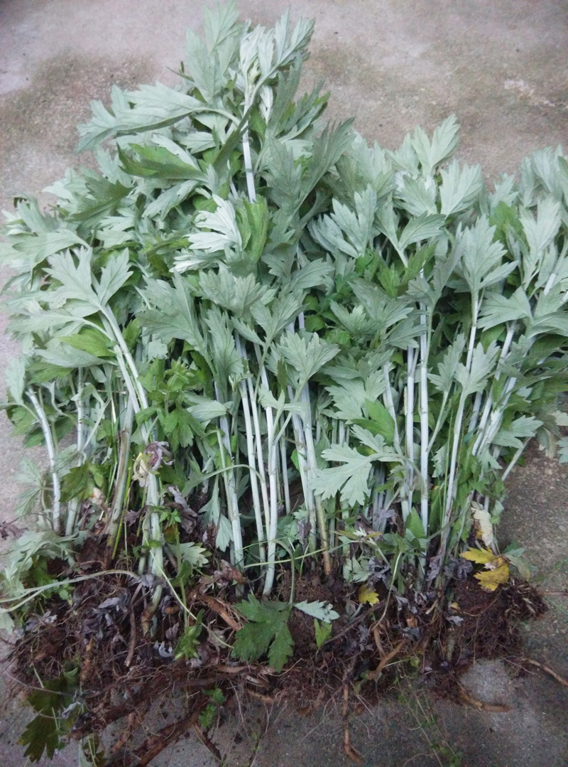 农村常吃的40种野菜你吃过几种呢,这10多种野菜你吃过哪些