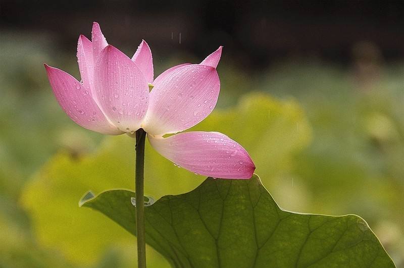 八千年看秦安,八千年来看河南