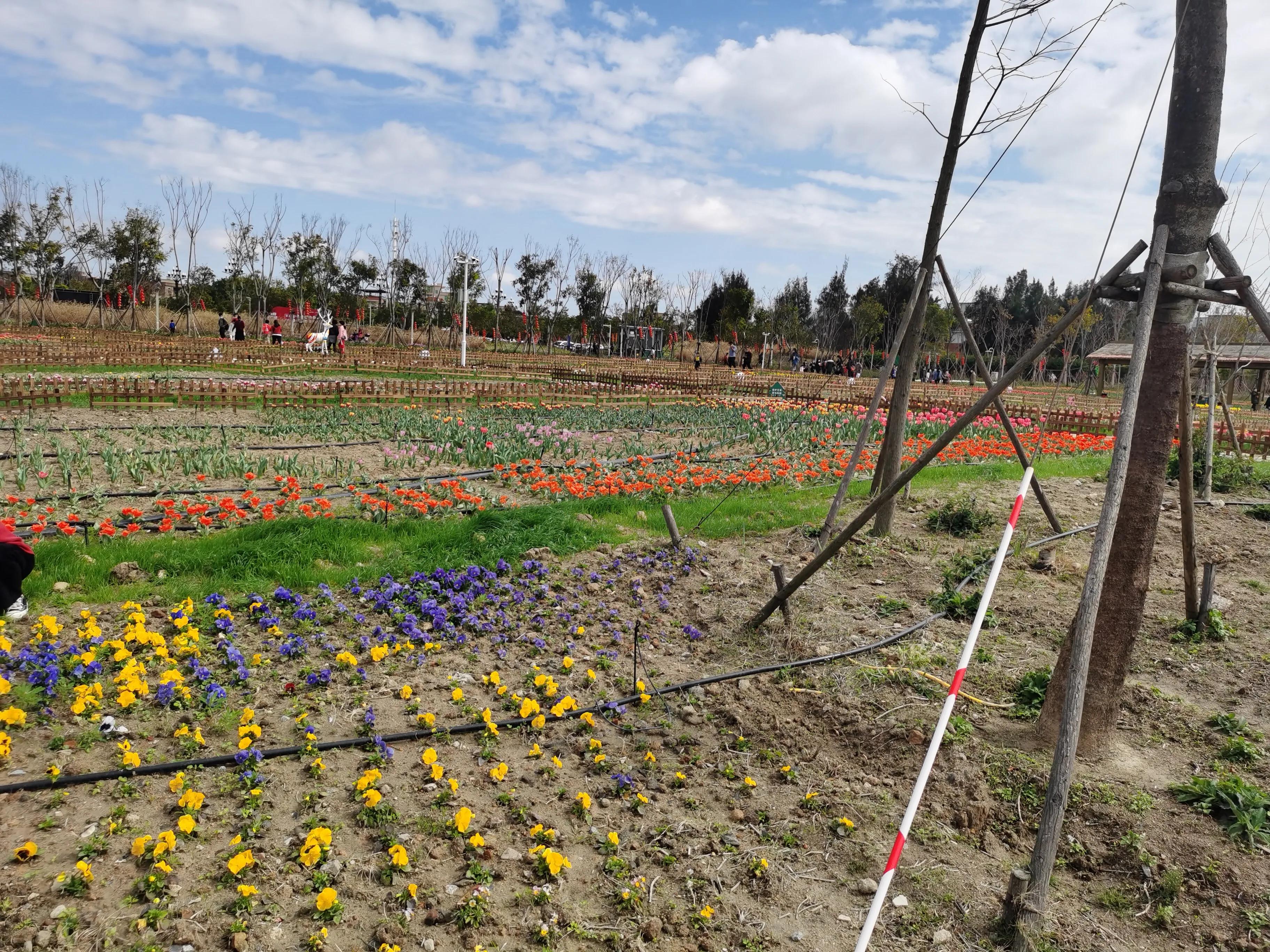 美丽郁金香花海,美丽郁金香gullale小程序