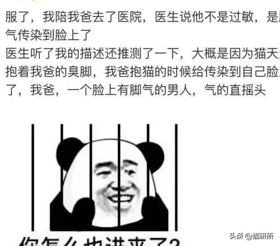 脚气传染猫咪 (猫咪脚气一般什么症状)