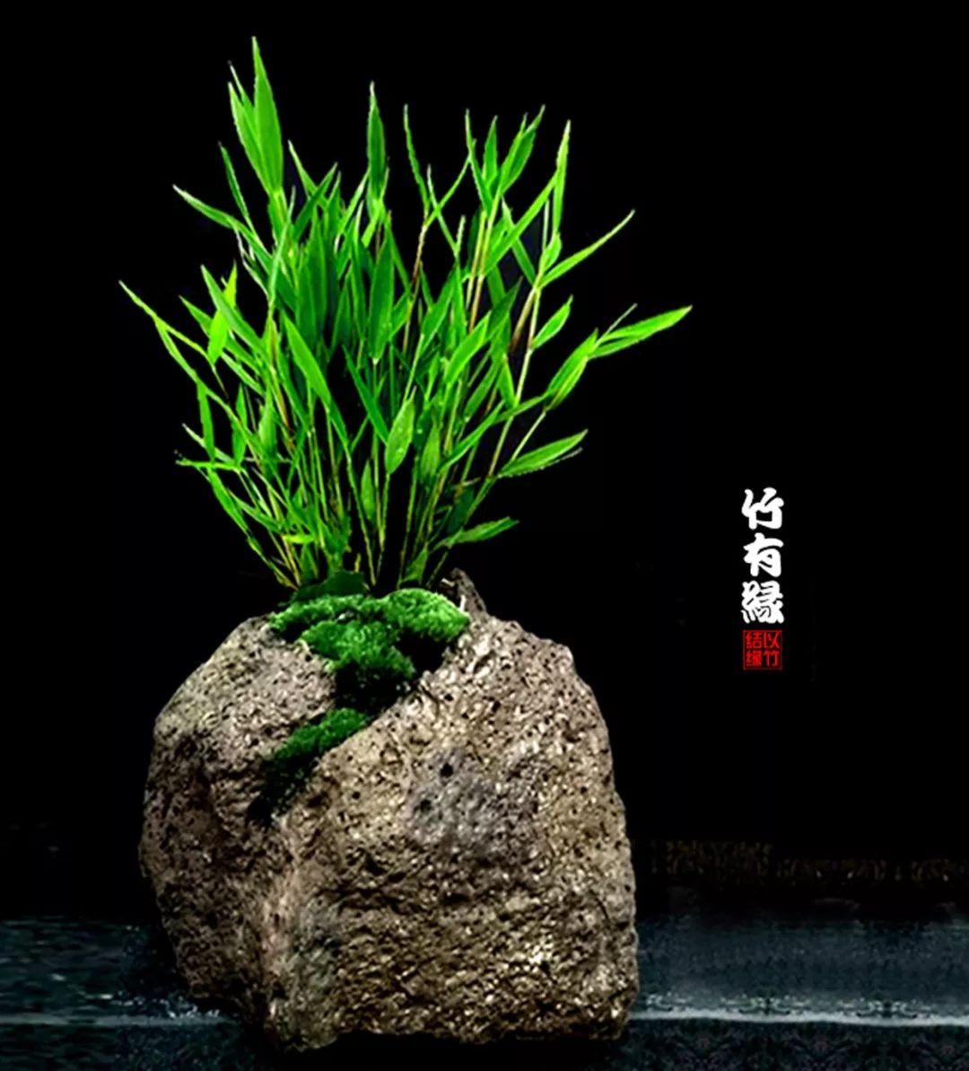 《竹子浇水宝典》竹子浇水是门大学问！