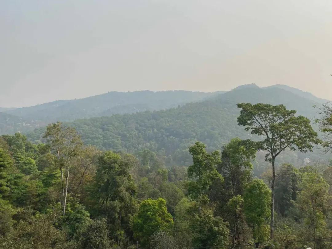 倚邦猫耳朵古树茶的口感特点,倚邦石韵茶坊猫耳朵茶