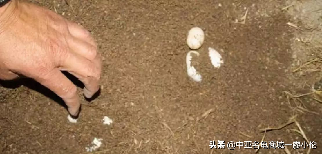 乌龟蛋孵化后期注意事项,乌龟产蛋期间的注意事项