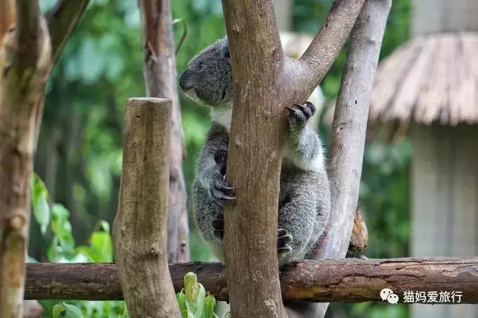 广州长隆野生动物园全程步行攻略,2天游玩广州长隆野生动物园攻略