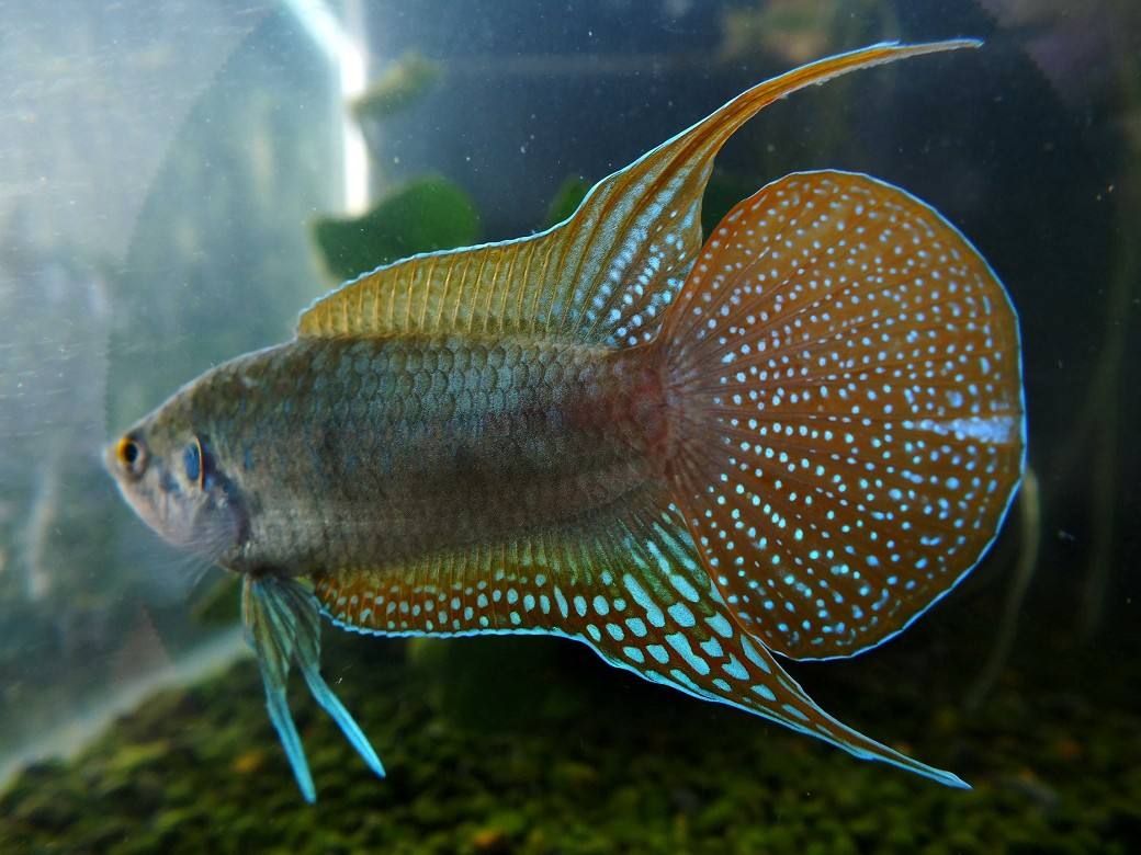 鱼友也分三六九等，看你属于哪类人群，我算普通鱼友