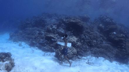 帕劳岛自由行潜水,帕劳水母湖自由潜视频