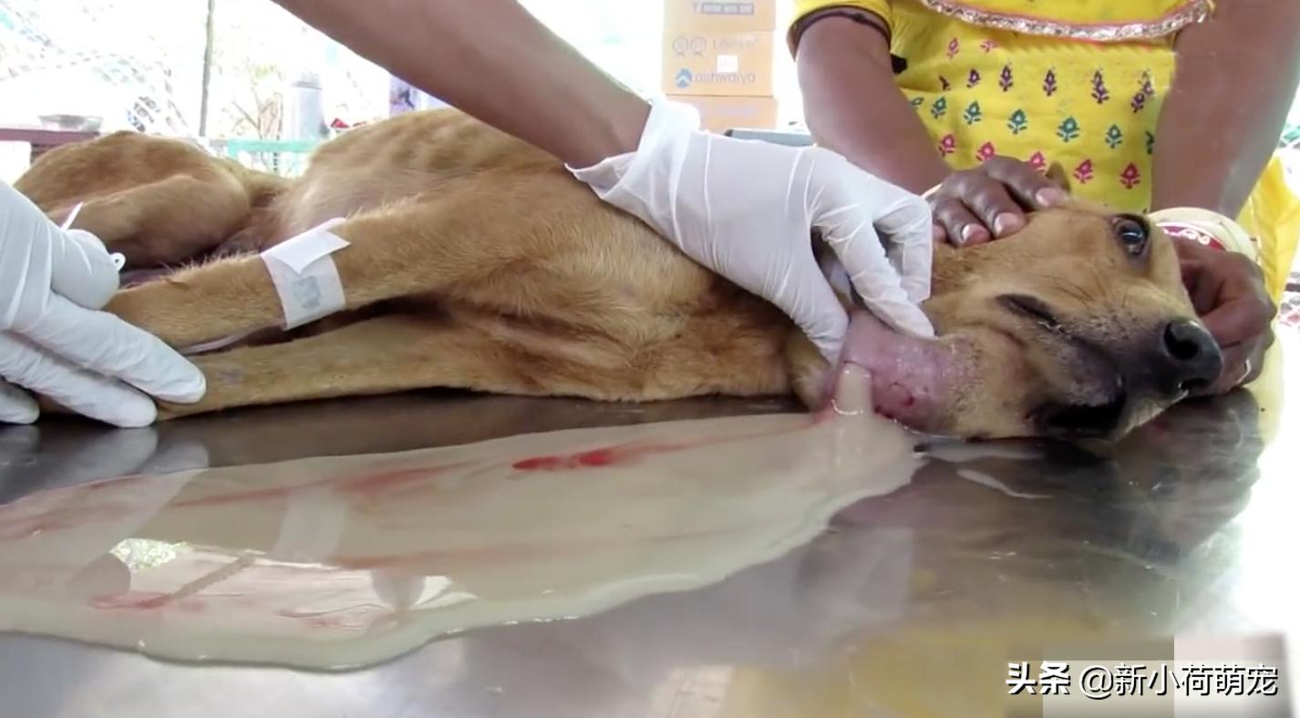 狗脖子上的脓包,狗妈妈浑身哆嗦