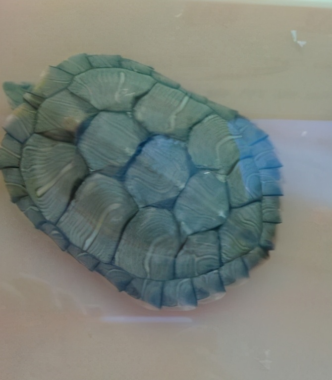 关于乌龟的知识与饲养,乌龟冬眠的科普知识动画片