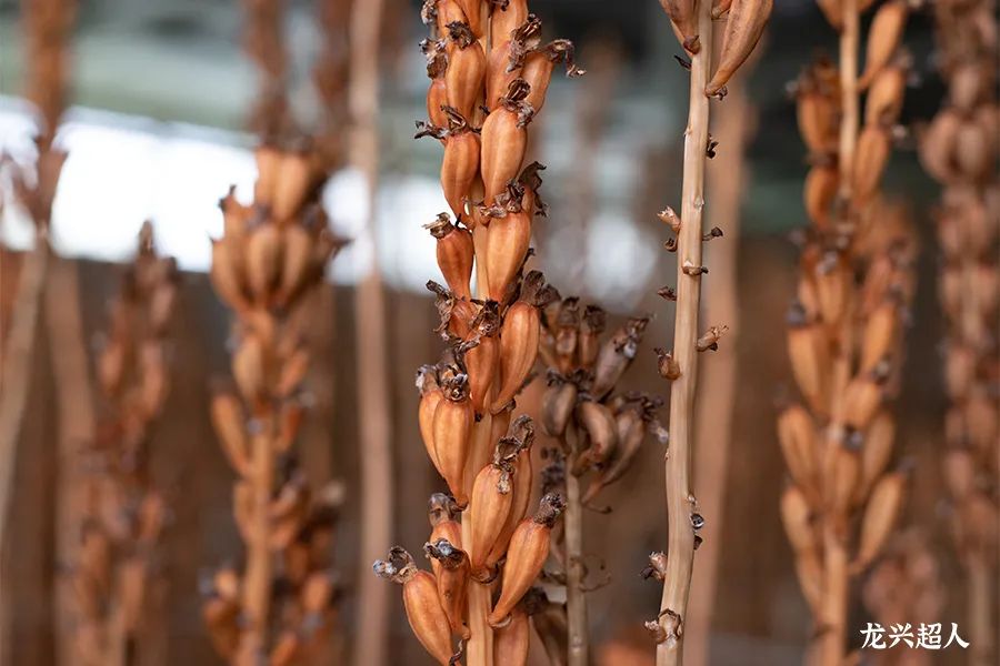 贵州道地药材天麻,道地药材天麻之乡