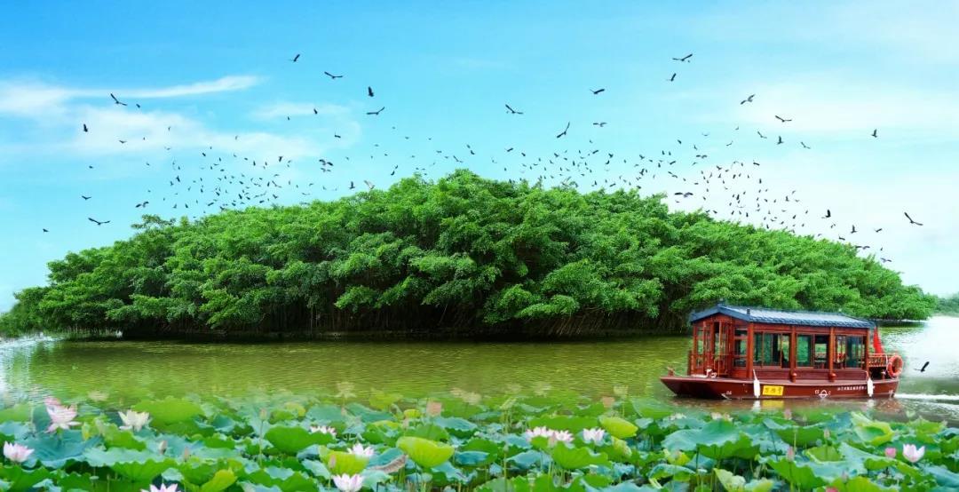 新会碧桂园凤凰酒店喝茶,开平碧桂园凤凰酒店自助餐