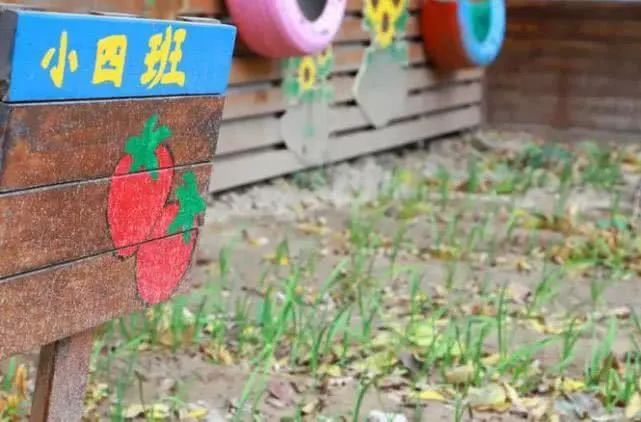 鸿容幼儿园怎么样,郑州鸿容幼儿园