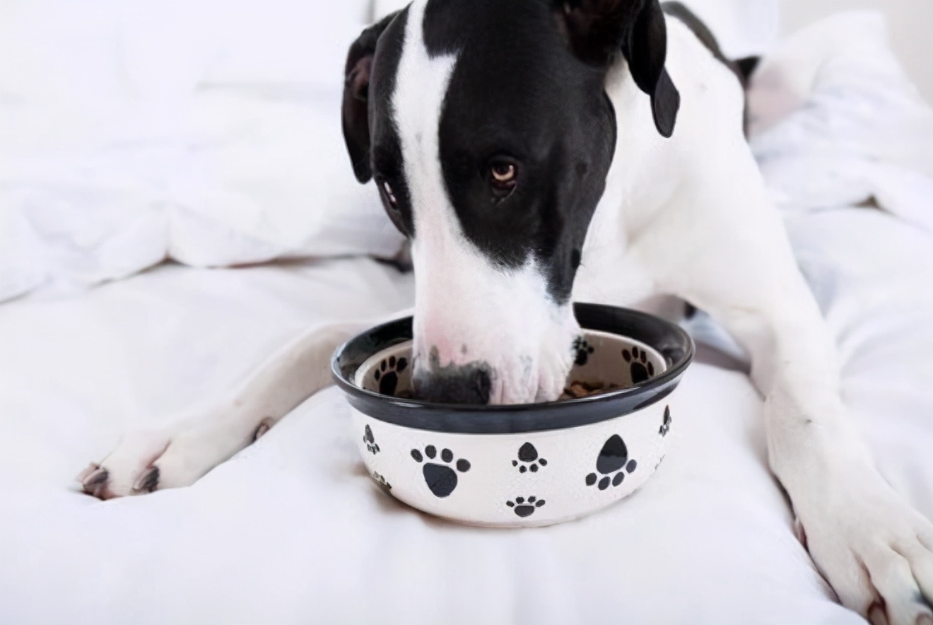 治疗抑郁的五种狗狗,狗狗抑郁怎么治疗最快最有效