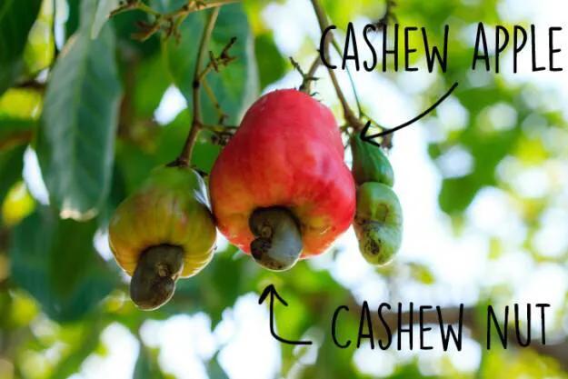 腰果科普知识,腰果哪部分有毒