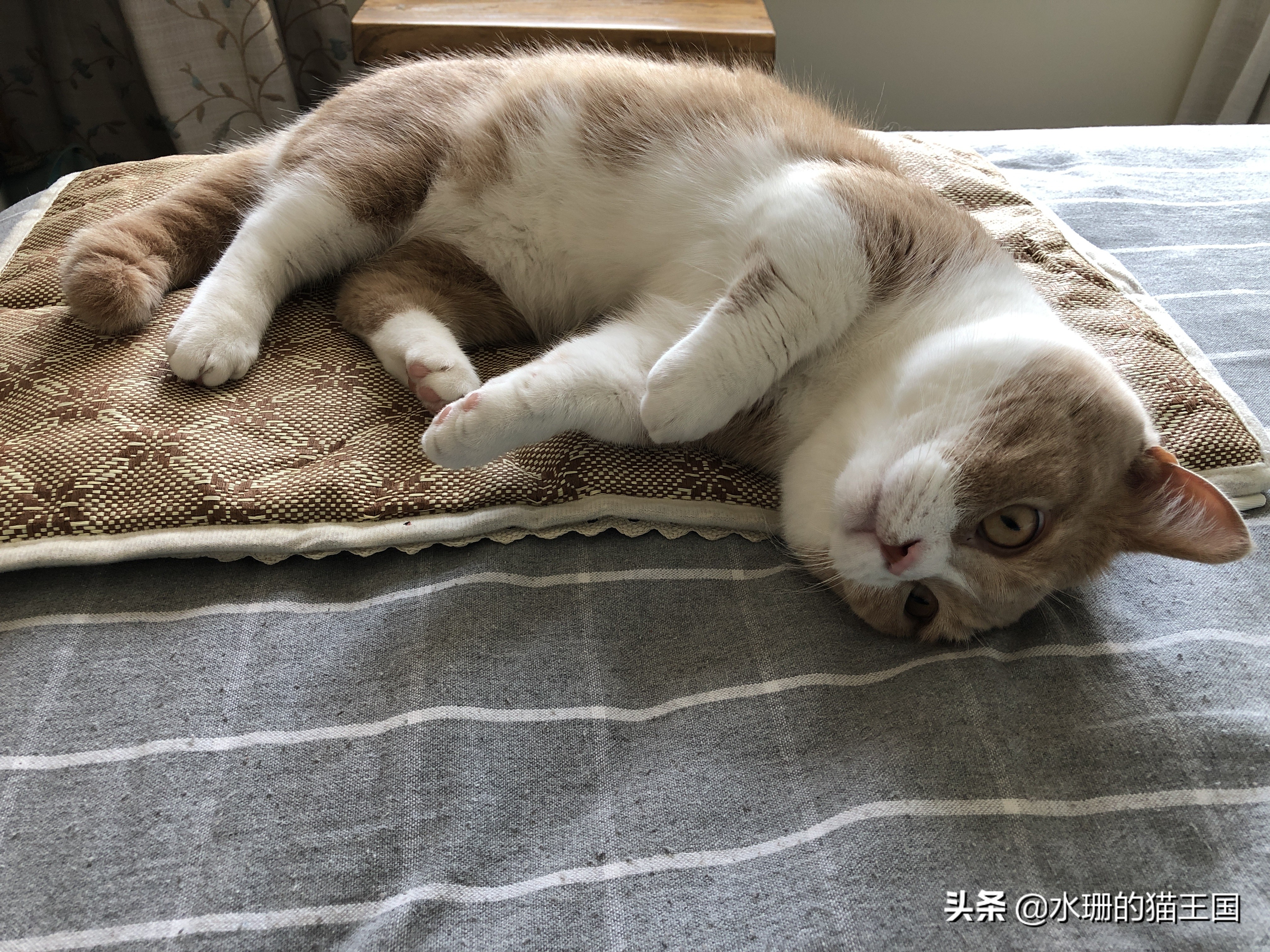 夏天猫咪独自在家如何让猫咪凉快,猫咪夏天降温必备