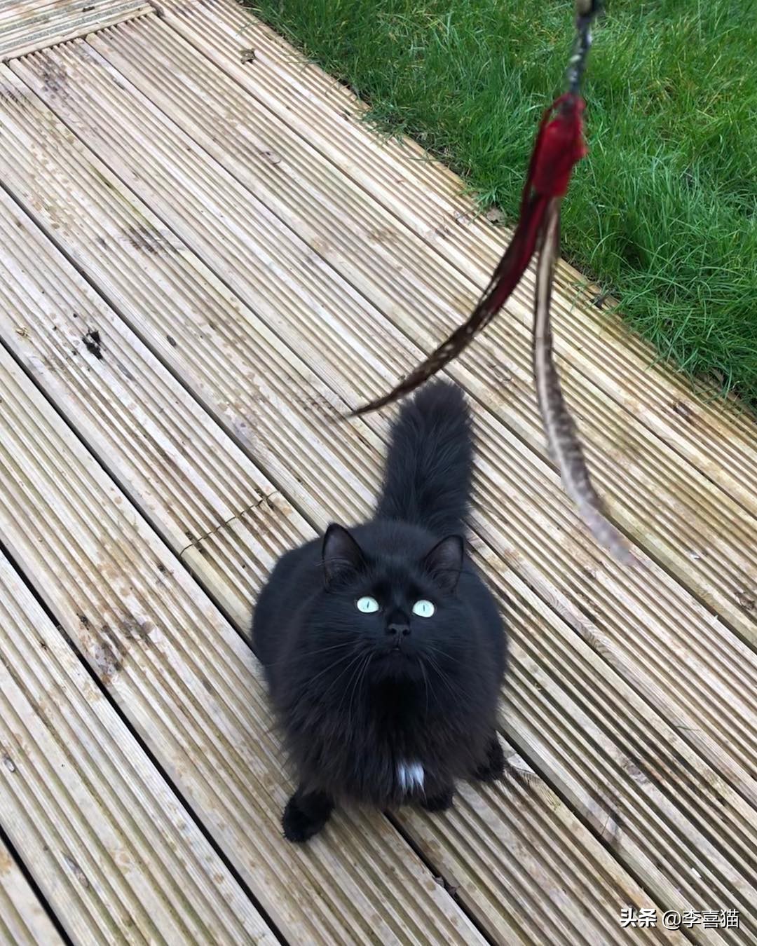 陪猫咪玩的方式,陪猫咪玩球怎么玩