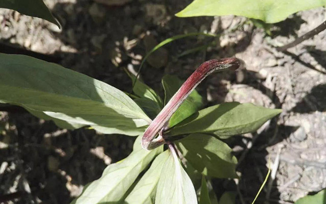 重楼根腐病防治视频,供应重楼茎基腐病杀菌剂